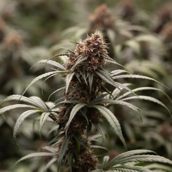 Black Goliath Alpha Series Cannabis Seeds by Dirty Bird Genetics