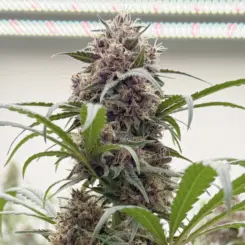 Black Goliath Alpha Series Cannabis Seeds by Dirty Bird Genetics