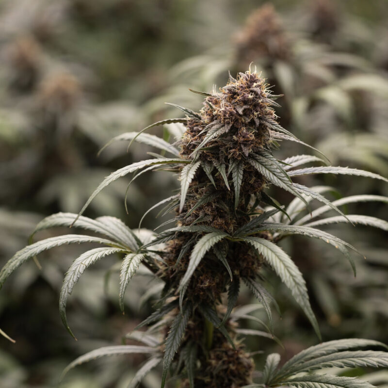 Black Goliath Alpha Series Cannabis Seeds by Dirty Bird Genetics