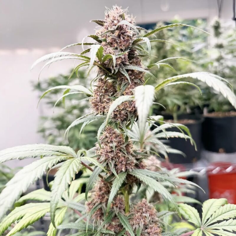Black Goliath Alpha Series Cannabis Seeds by Dirty Bird Genetics