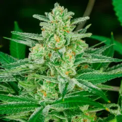 Blue Dream Cannabis Seeds by North Atlantic Seed BWL