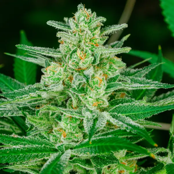 Blue Dream Cannabis Seeds by North Atlantic Seed BWL