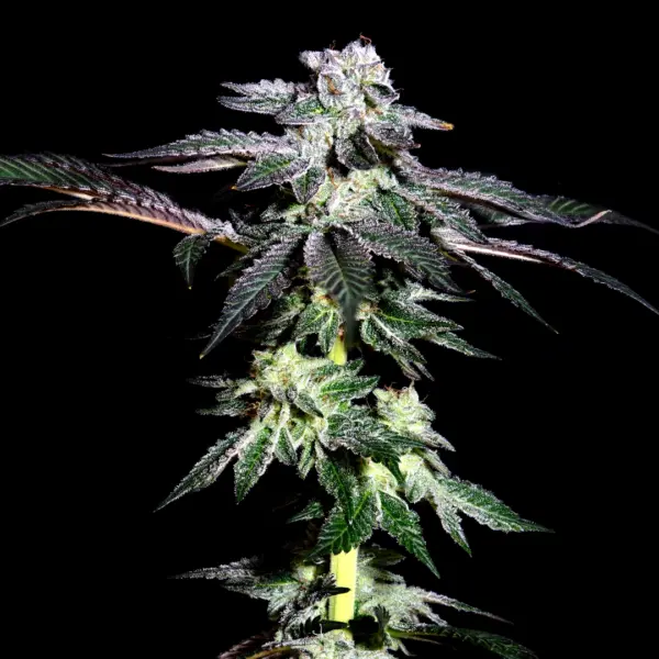 Blue Razz Cannabis Seeds by Eternal Cultivars