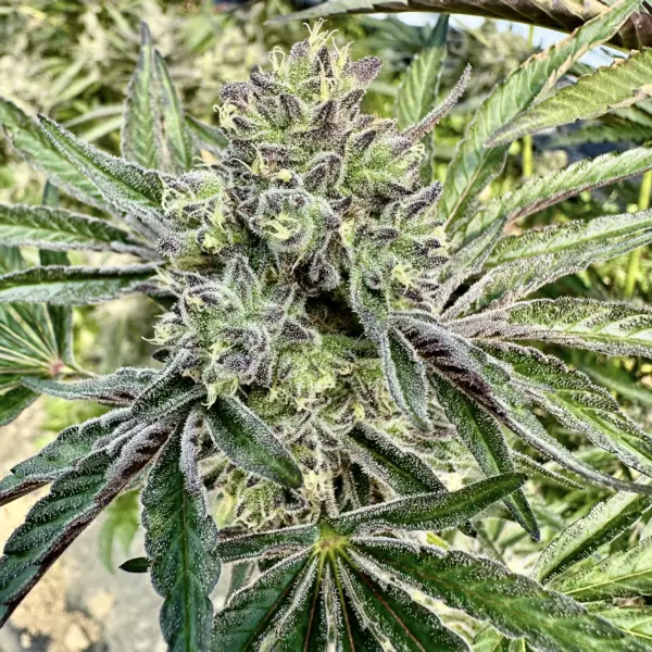 Blueberry Muffin Auto Cannabis Seeds by North Atlantic Seed BWL