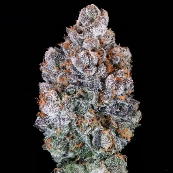 Blueberry Muffin Cannabis Seeds by North Atlantic Seed BWL