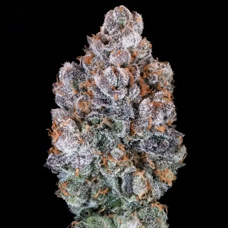 Blueberry Muffin Cannabis Seeds by North Atlantic Seed BWL