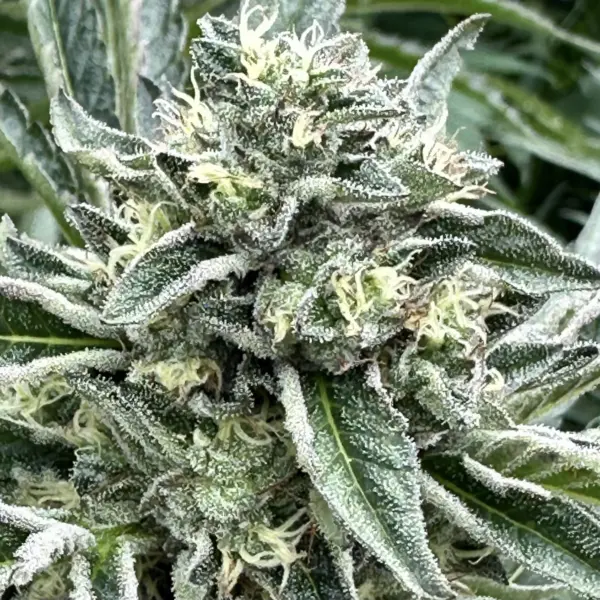 Bruce Banner Auto Cannabis Seeds by North Atlantic Seed BWL