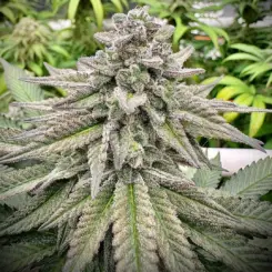 Bruce Banner Cannabis Seeds by North Atlantic Seed BWL