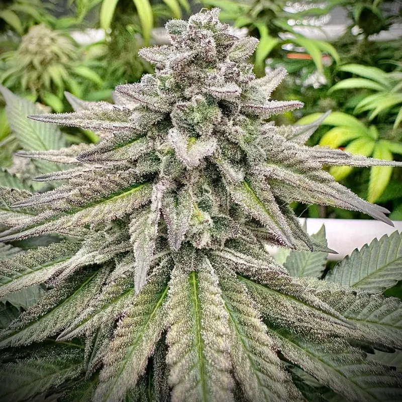 Bruce Banner Cannabis Seeds by North Atlantic Seed BWL