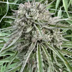 Cereal Milk Auto Cannabis Seeds by North Atlantic Seed BWL
