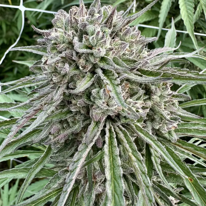 Cereal Milk Auto Cannabis Seeds by North Atlantic Seed BWL