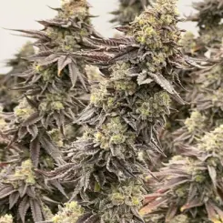 Cereal Milk Cannabis Seeds by North Atlantic Seed BWL