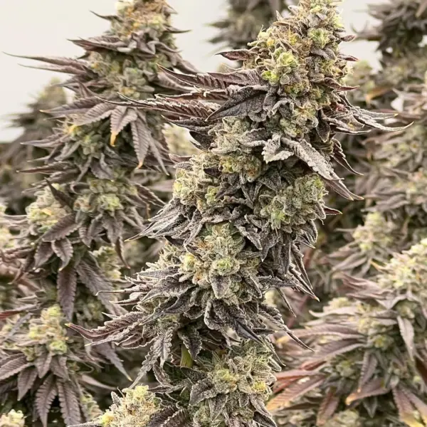 Cereal Milk Cannabis Seeds by North Atlantic Seed BWL