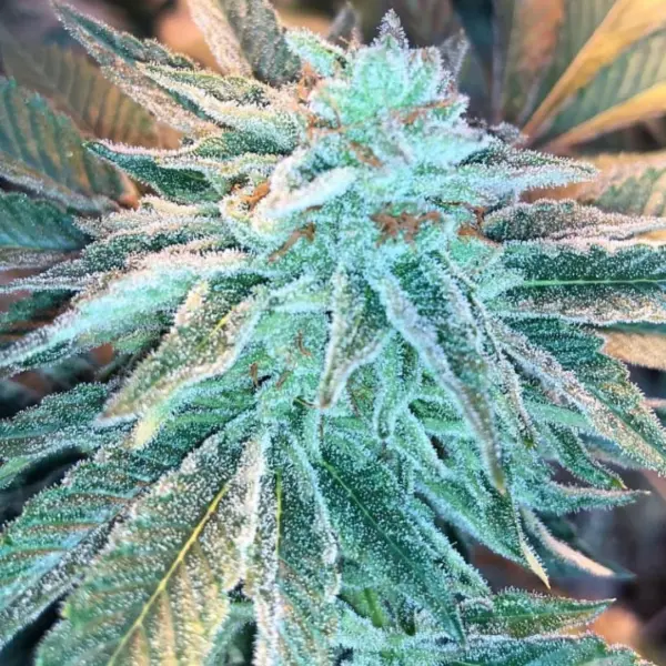 Charlotte's Tonic OG CBD Cannabis Seeds by Purple Caper Seeds