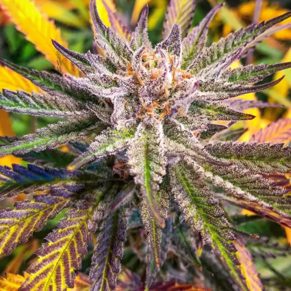 Cheesequake F2 Cannabis Seeds by Subcool Seeds
