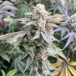 Chemical Soul Cannabis Seeds by Elev8 Seeds