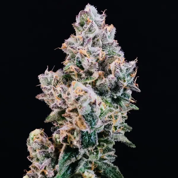 Cherry Pie Auto Cannabis Seeds by North Atlantic Seed BWL