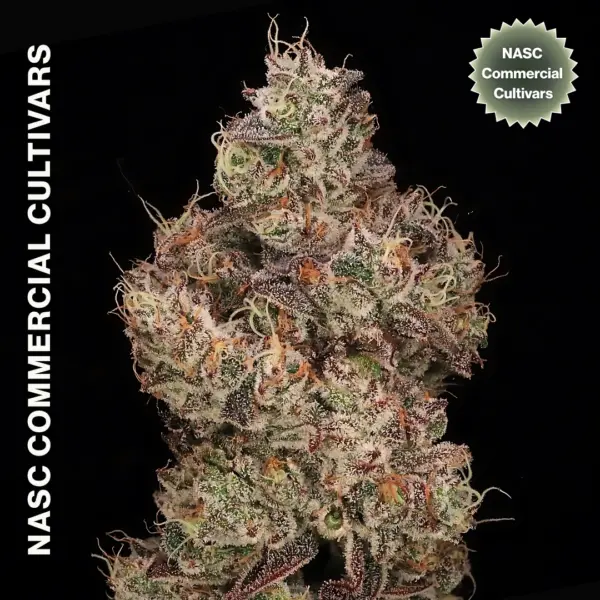 Chocolate Diesel F1 FAST Cannabis Seeds by NASC Commercial Cultivars