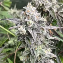 Elwoods Funk Cannabis Seeds by Elev8 Seeds