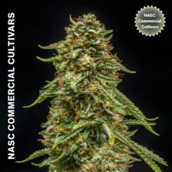 Exile Kush Auto F1 Cannabis Seeds by North Atlantic Seed BWL