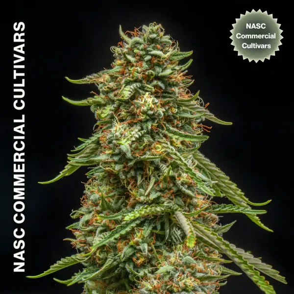 Exile Kush Auto F1 Cannabis Seeds by North Atlantic Seed BWL