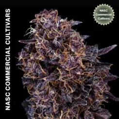 GMO Auto IBL Cannabis Seeds by NASC Commercial Cultivars