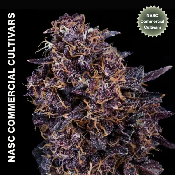 GMO Auto IBL Cannabis Seeds by NASC Commercial Cultivars