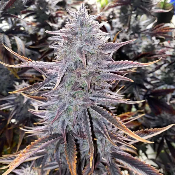 Ghost Toof Auto Cannabis Seeds by Mephisto Genetics
