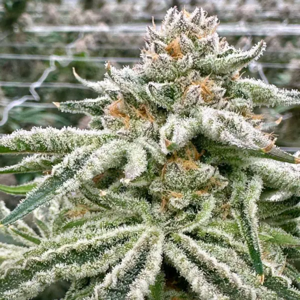 Gorilla Glue S1 Cannabis Seeds by North Atlantic Seed BWL