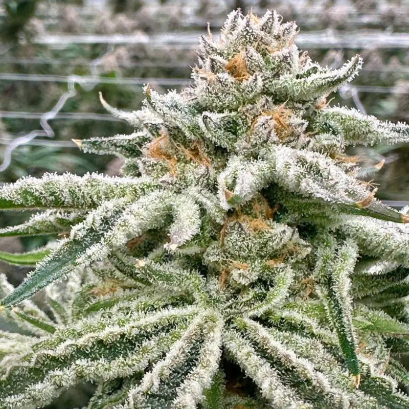 Gorilla Glue S1 Cannabis Seeds by North Atlantic Seed BWL