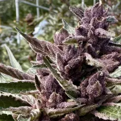 Grand Daddy Auto Cannabis Seeds by North Atlantic Seed BWL