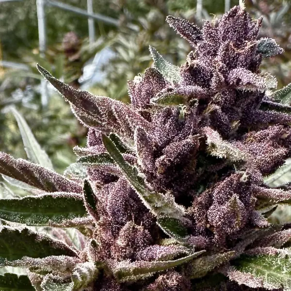 Grand Daddy Auto Cannabis Seeds by North Atlantic Seed BWL