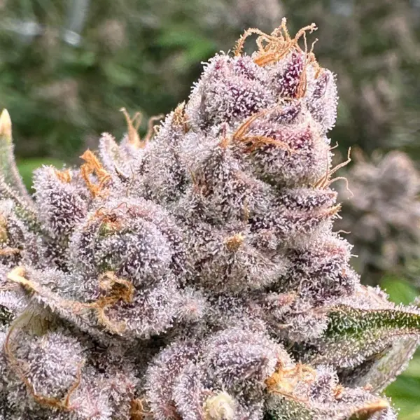 Grand Daddy Purple Cannabis Seeds by North Atlantic Seed BWL