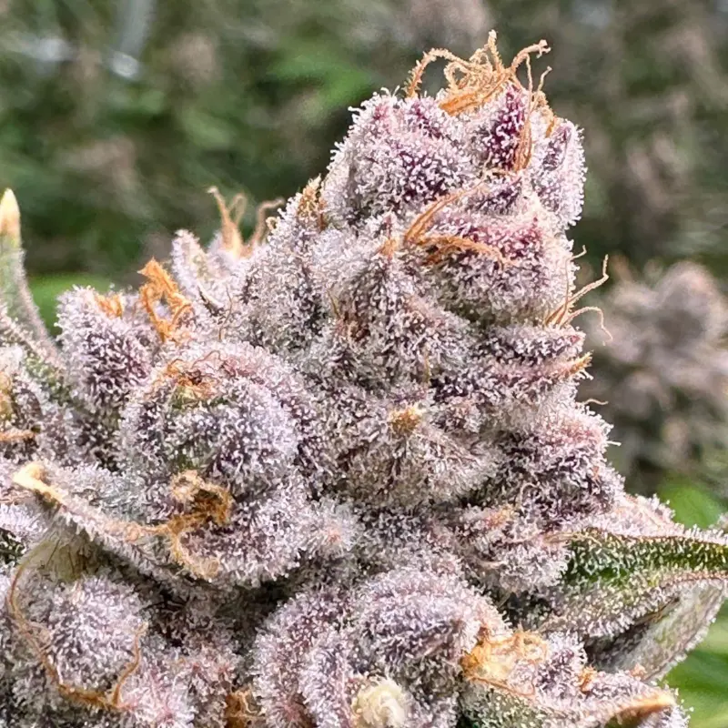 Grand Daddy Purple Cannabis Seeds by North Atlantic Seed BWL