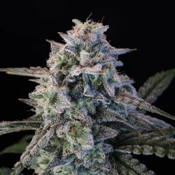 Green Crack Auto Cannabis Seeds by North Atlantic Seed BWL