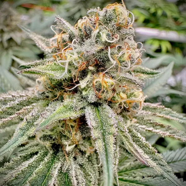 Green Crack Cannabis Seeds by North Atlantic Seed BWL