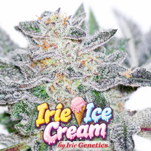 Irie Ice Cream Cannabis Seeds by Irie Genetics