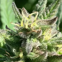 Irie TriStar Cannabis Seeds by Lamb's Breath Seeds