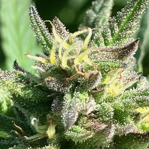 Irie TriStar Cannabis Seeds by Lamb's Breath Seeds