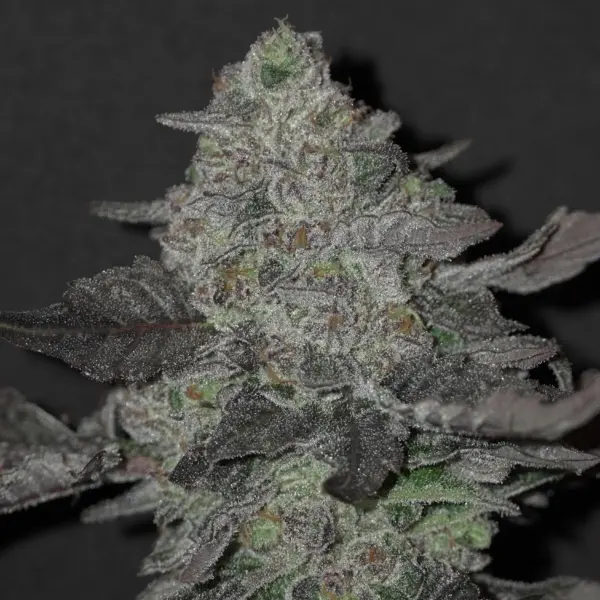 Kushies and Cream Cannabis Seeds by Irie Genetics