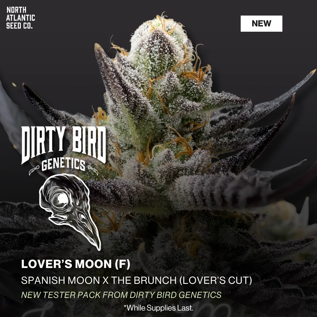 Dirty Bird Genetics - Testers