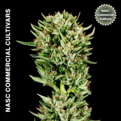Lemon Parmesan Auto F1 Cannabis Seeds by NASC Commercial Cultivars