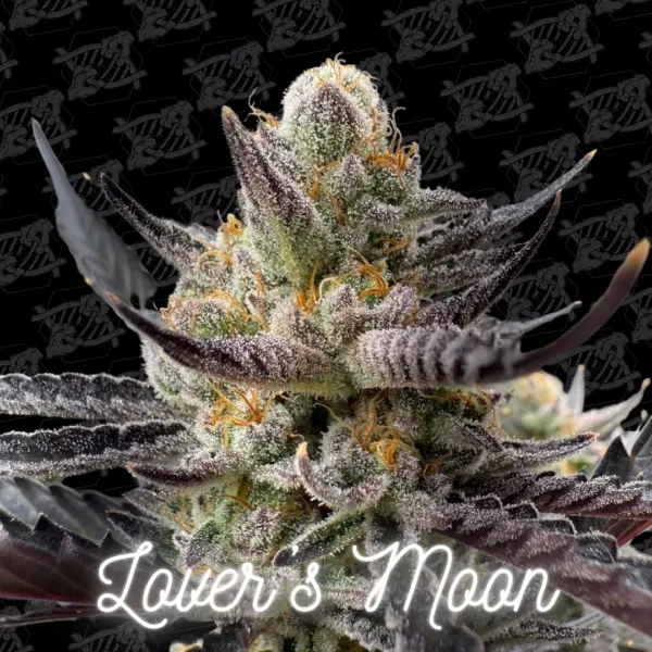 Lover's Moon Tester Cannabis Seeds by Dirty Bird Genetics