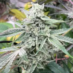 Magnolia Motel Cannabis Seeds by Elev8 Seeds