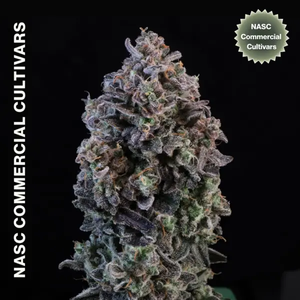 Mendo Breath Auto Cannabis Seeds by NASC Commercial Cultivars