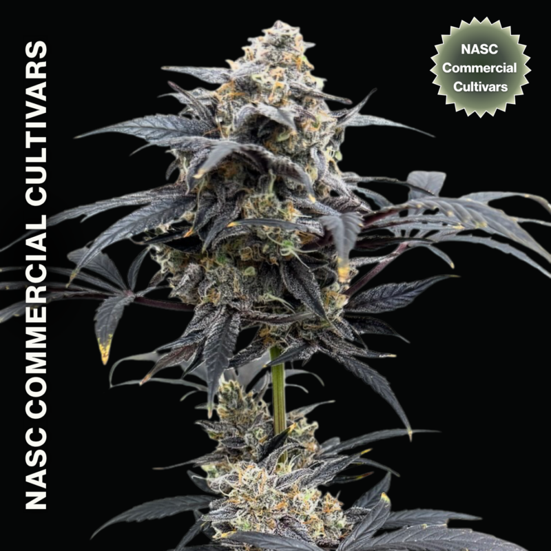 Mendo Breath Auto