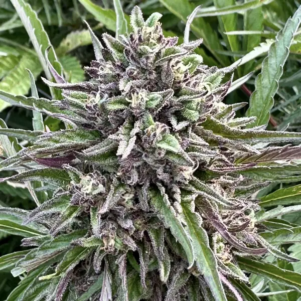 Mimosa Auto Cannabis Seeds by North Atlantic Seed BWL