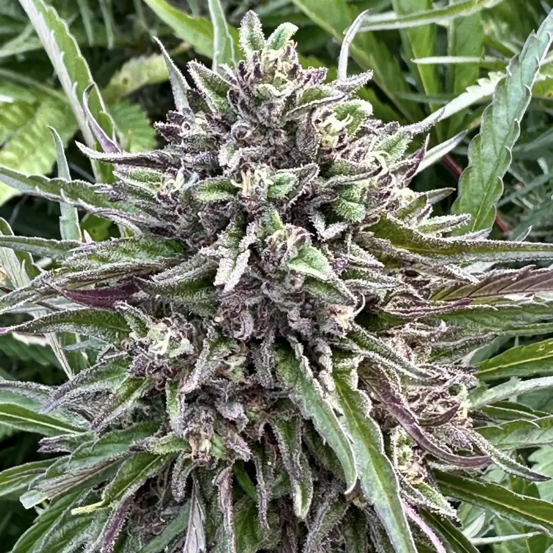 Mimosa Auto Cannabis Seeds by North Atlantic Seed BWL
