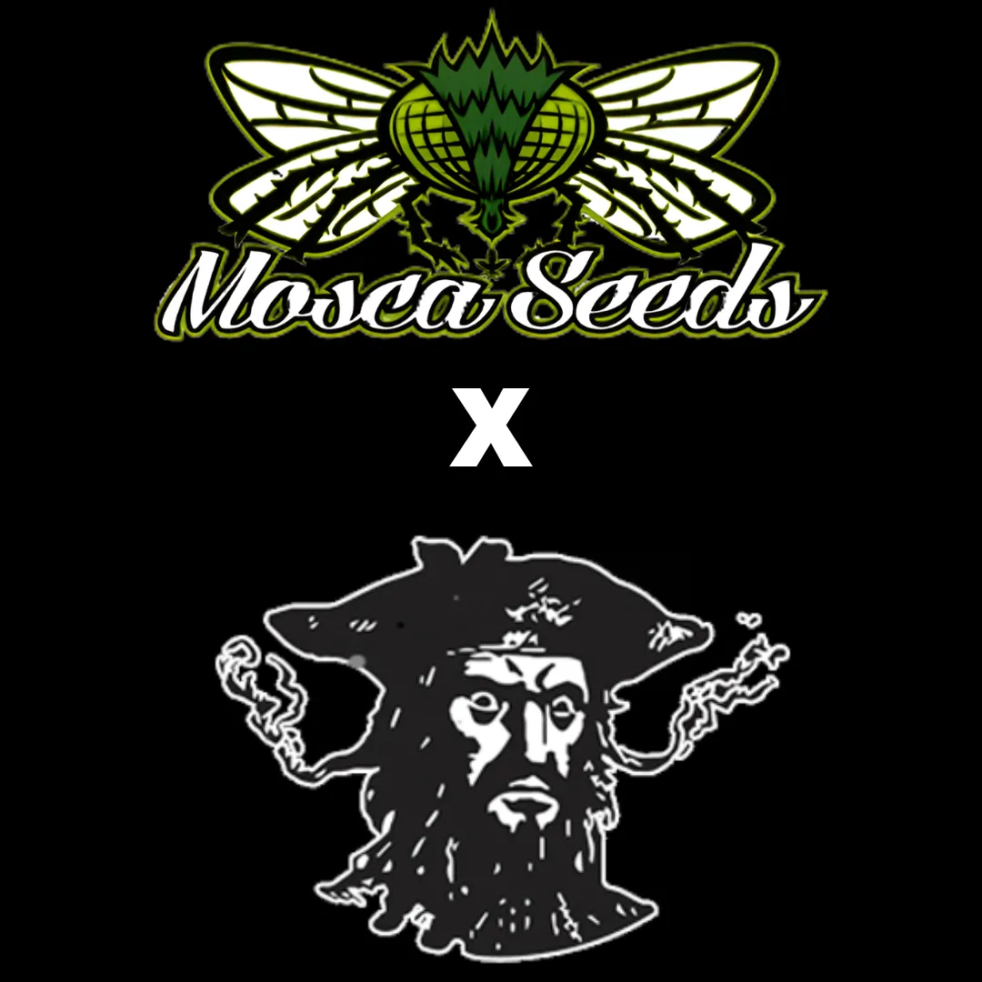 Mosca Seeds - Tiki Madman Collab