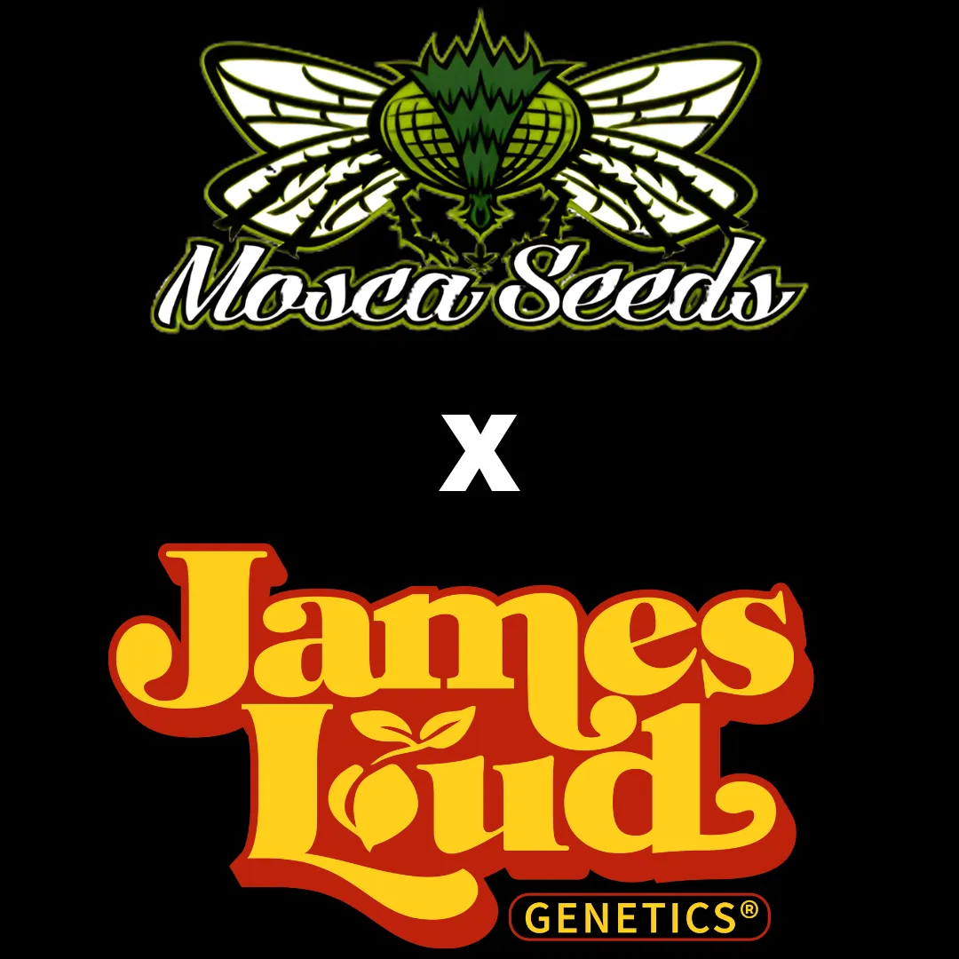 Mosca Seeds - James Loud Collab